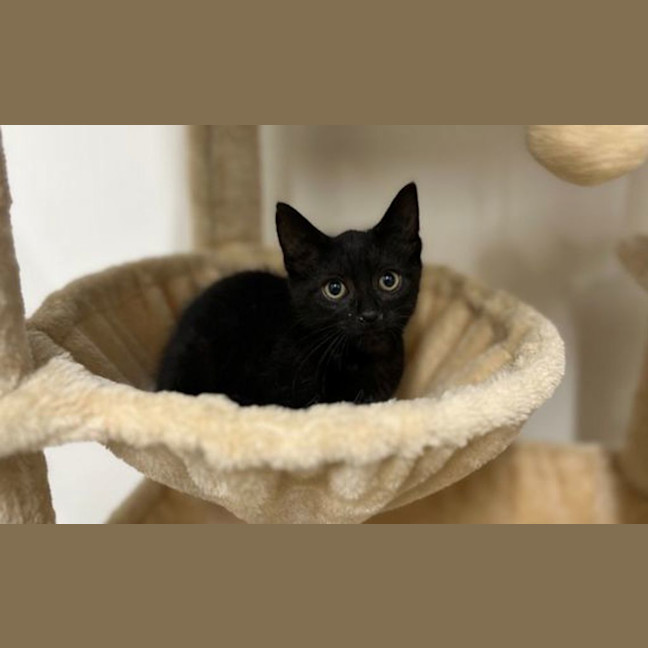 Photo of Little Boy
