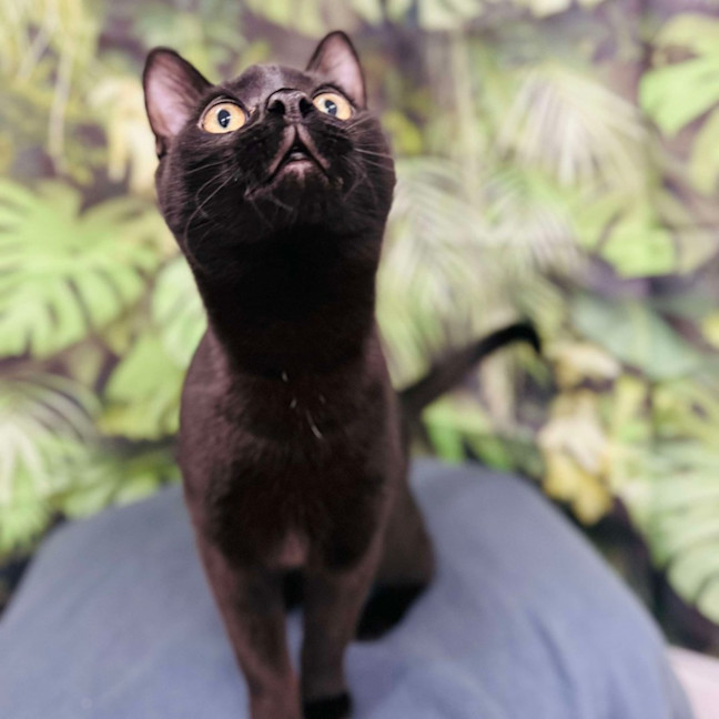 Photo of Eclipse   Located In Preston