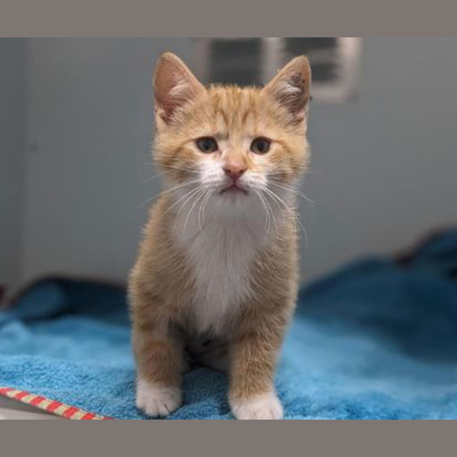 Photo of Honey