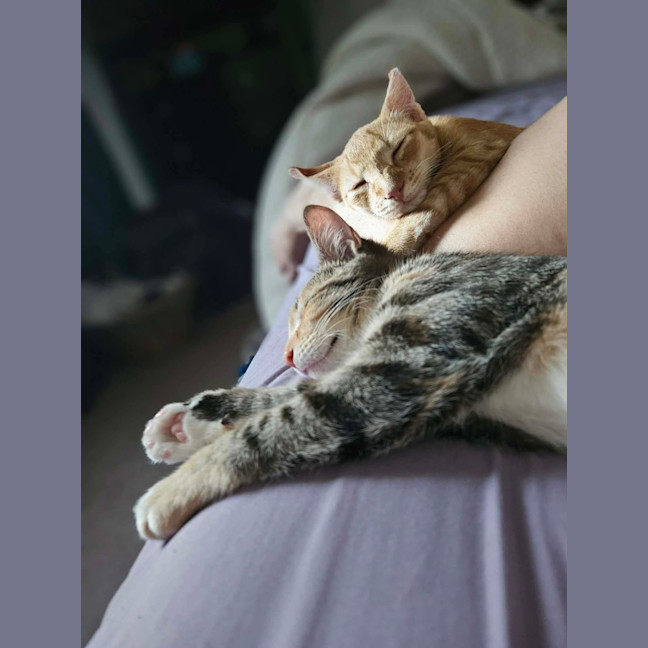 Photo of Odie