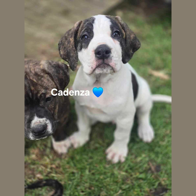 Photo of Violins Babies 🎻🐶