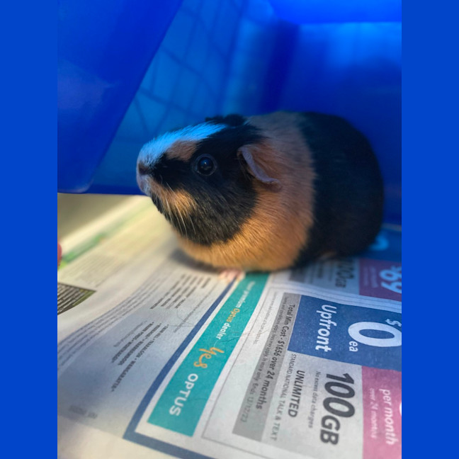 Photo of Tilly