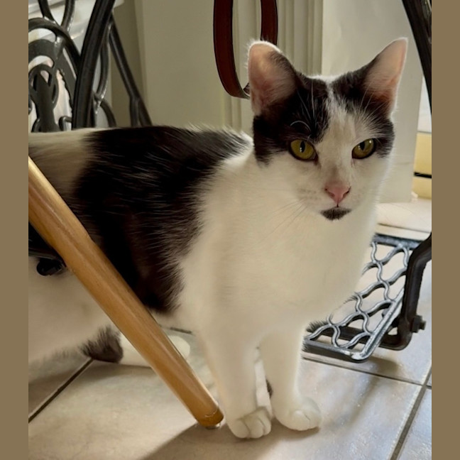 Photo of Dixie