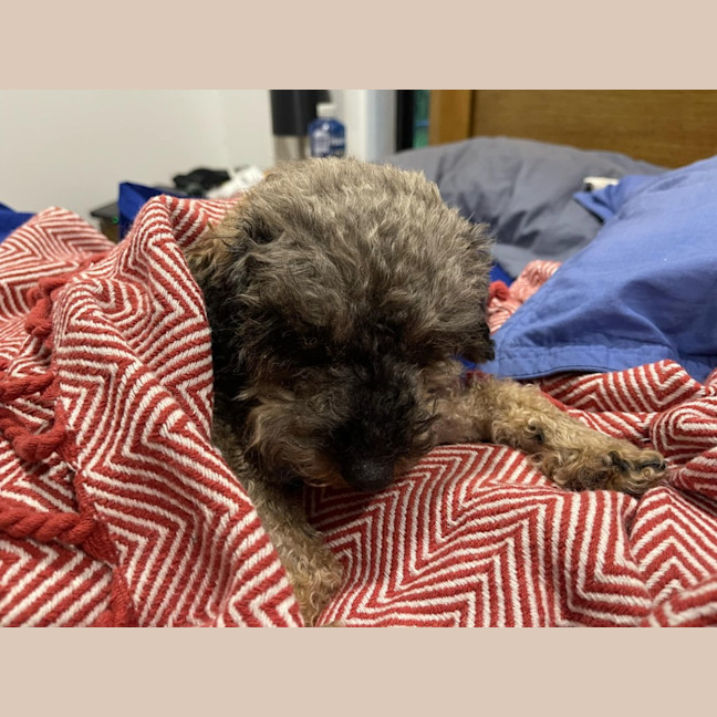 Photo of Lucy