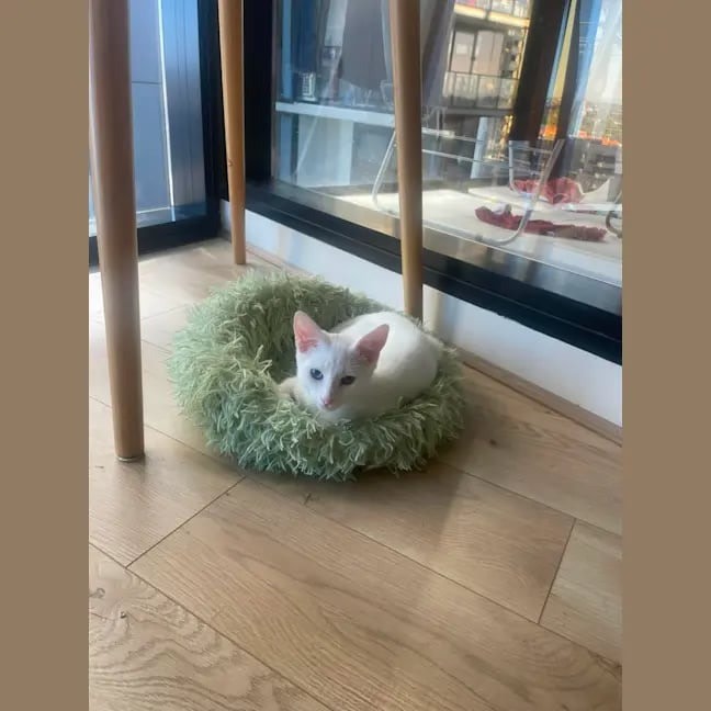 Photo of Koko