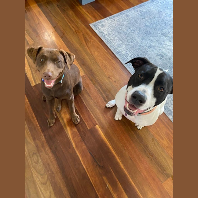 Photo of Bear   1 Year Old Labrador X Kelpie 