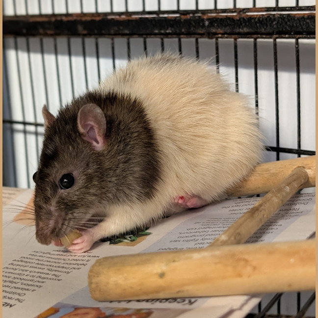 Photo of Rocket