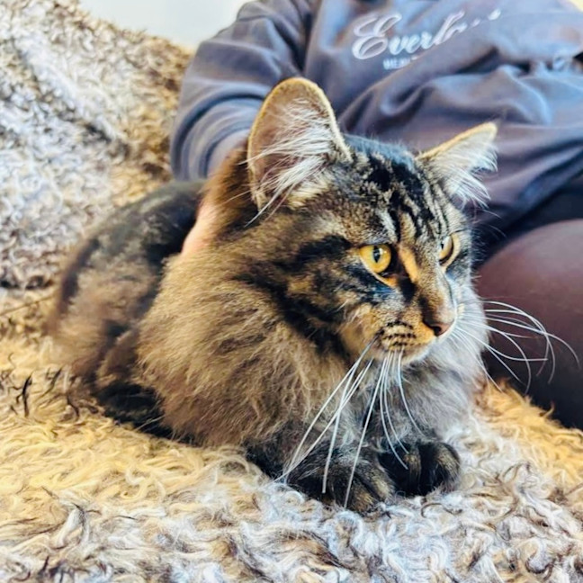 Photo of Scout