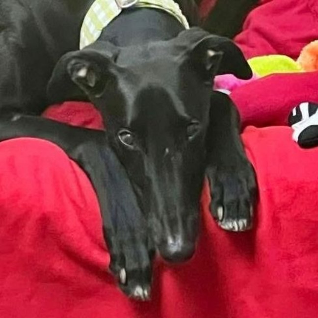 Photo of Kingston The Greyhound