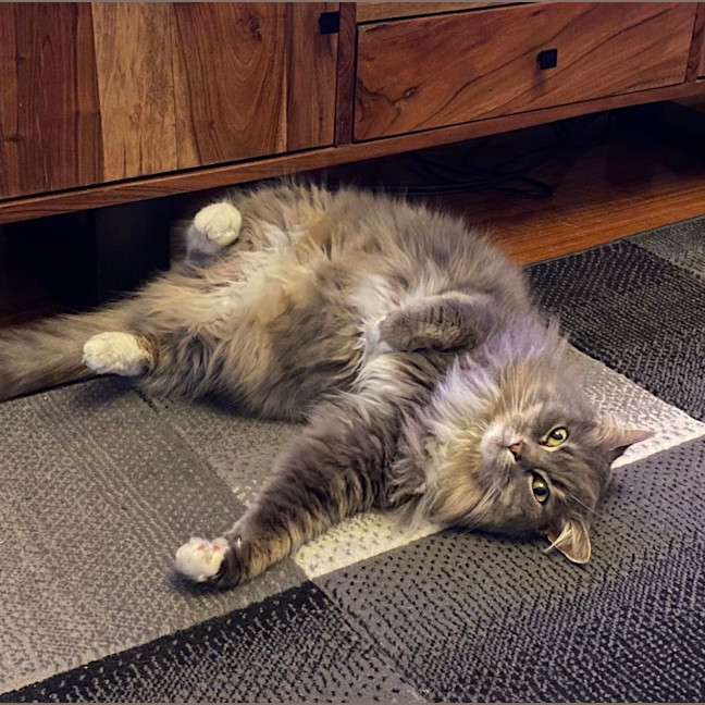 Photo of Bonita   In Foster Care In Brunswick