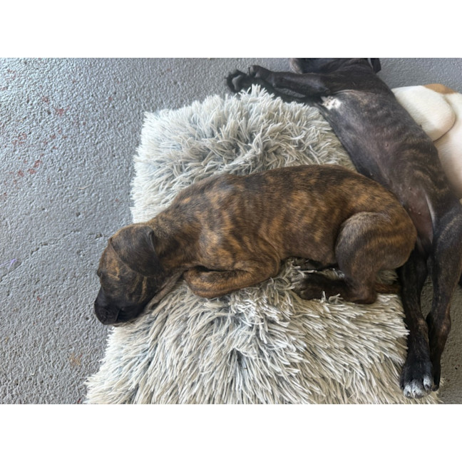 Photo of Nixie