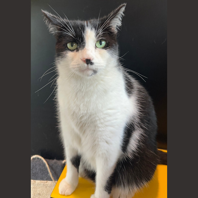 Photo of Oreo