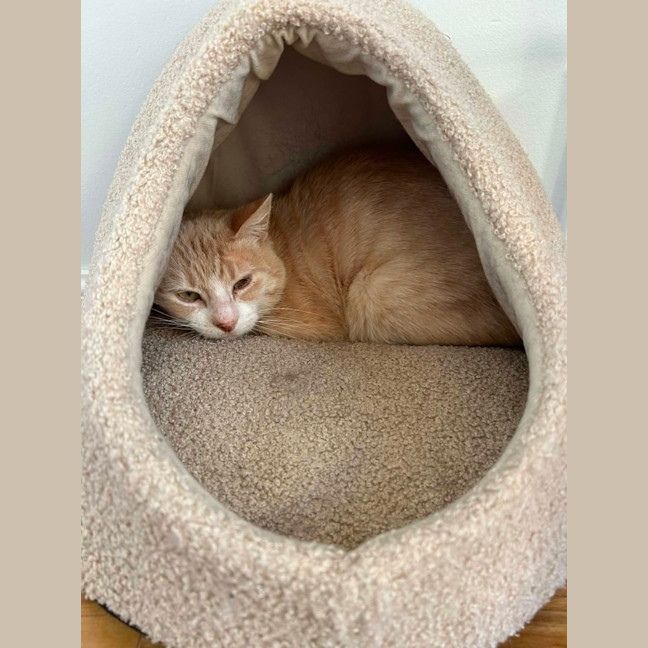 Photo of Raphael *9 Lives Project Rescue*