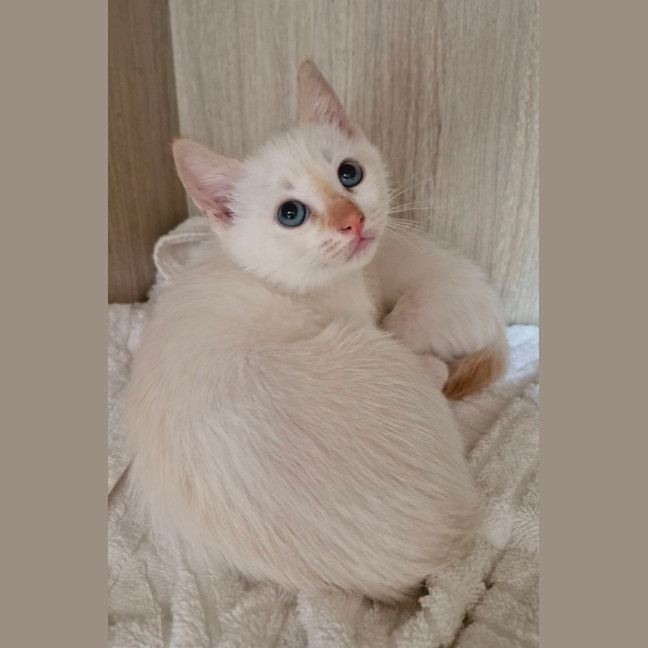 Photo of C1457 Titan