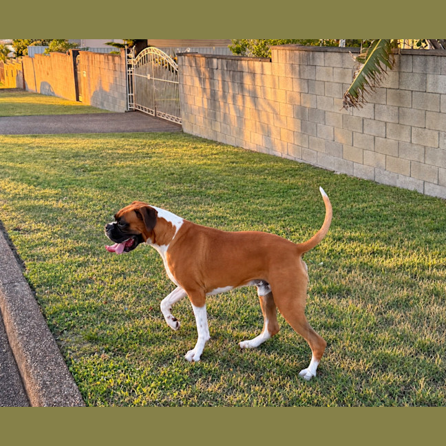 Photo of Moose   2.5 Year Old Boxer