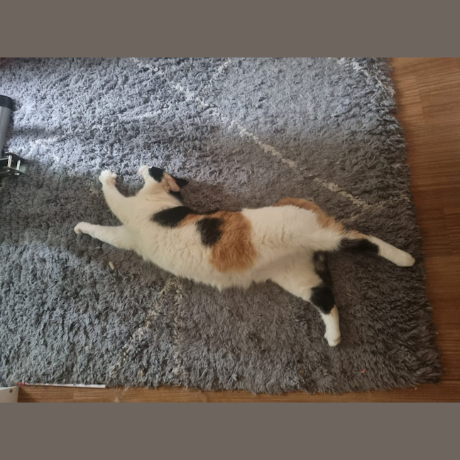 Photo of Pudding