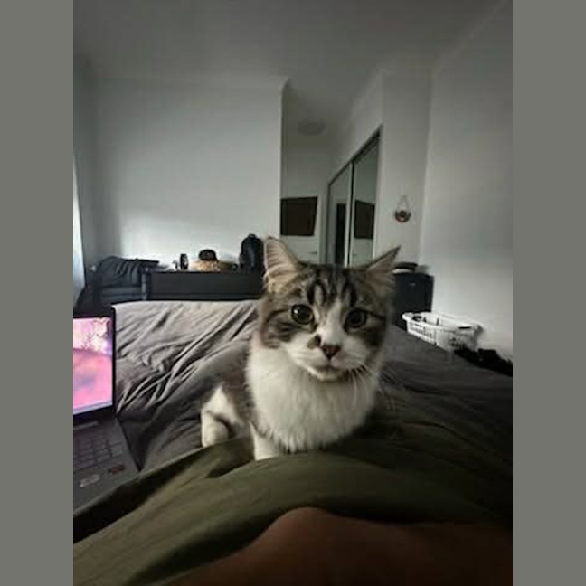 Photo of Rebel