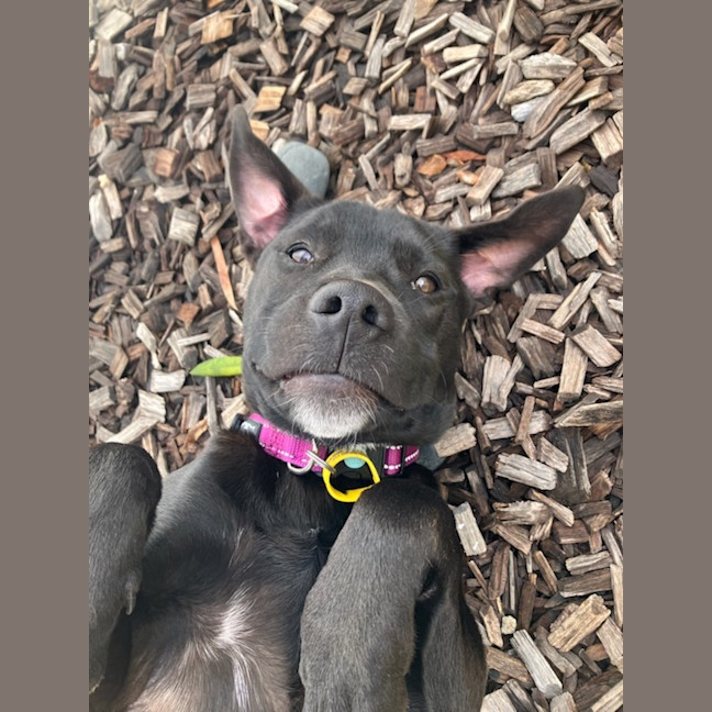 Photo of Pipi