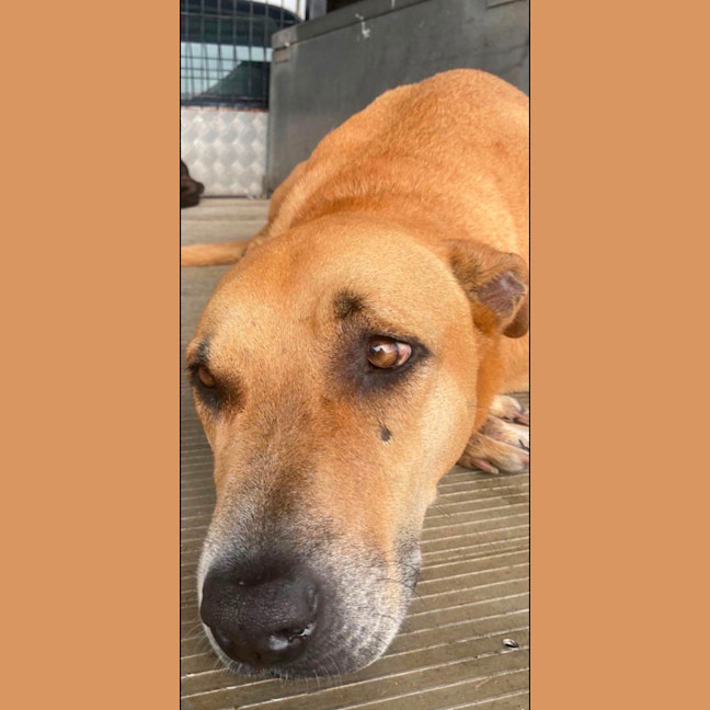 Photo of Delilah