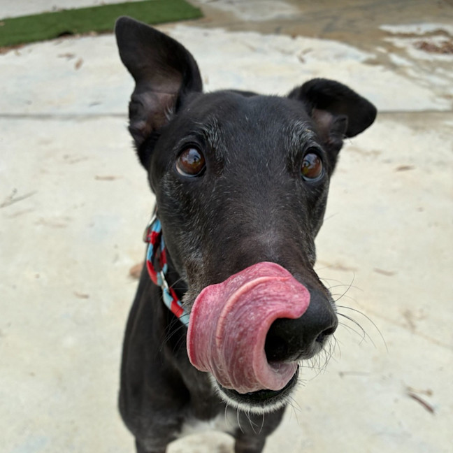 Photo of Coby The Greyhound