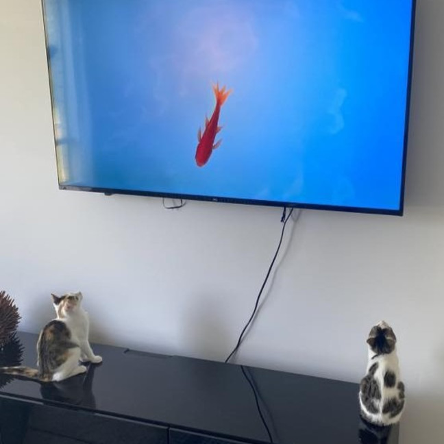 Photo of Blinky Bill / Nutsy