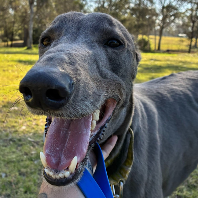 Photo of Rhino The Greyhound