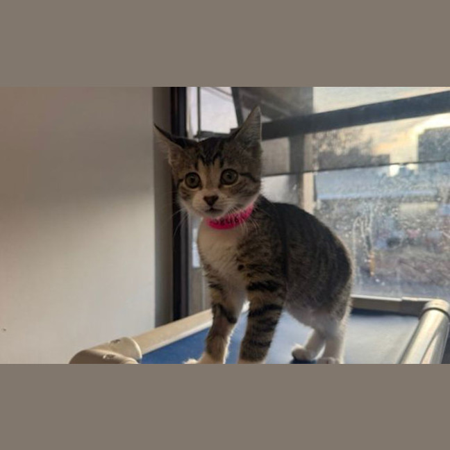 Photo of Goose