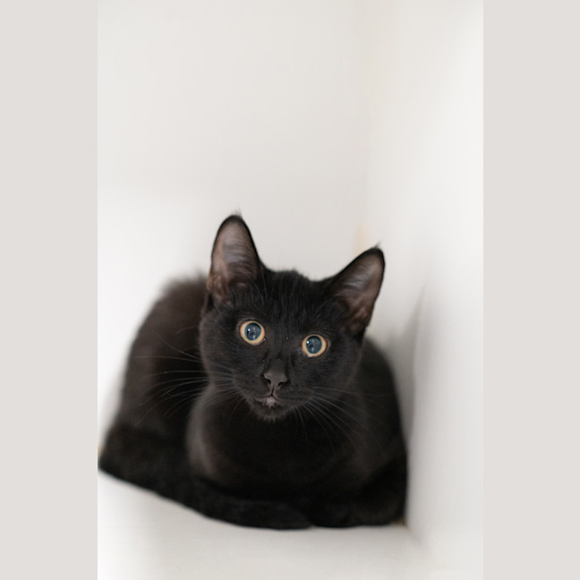 Photo of Star