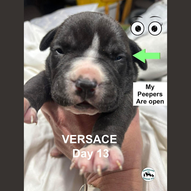 Photo of Versace