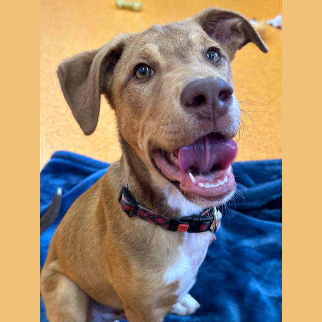Photo of Banjo