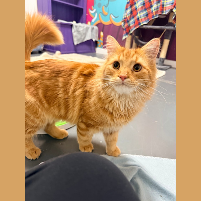 Photo of Alfonzo