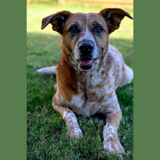 Photo of Dot