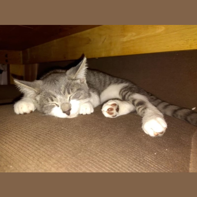 Photo of Timmy