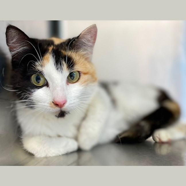 Photo of Luna