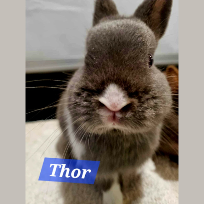 Photo of Thor And Loki The Gods Of Mischief & Thunder