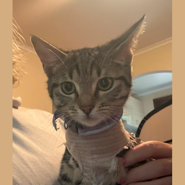 Photo of Juni ** 2nd Chance Cat Rescue **