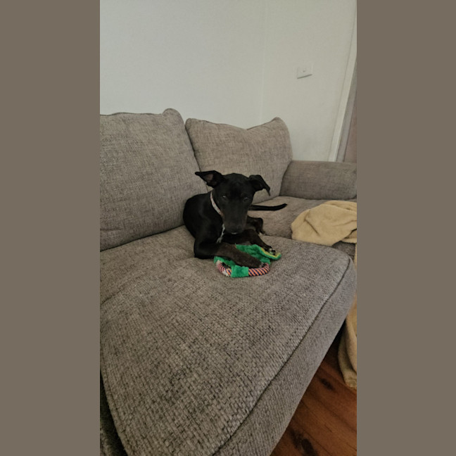 Photo of Timmy   4 Month Old Kelpie X