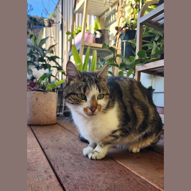 Photo of Mishka (Was Miss Fish Stick)