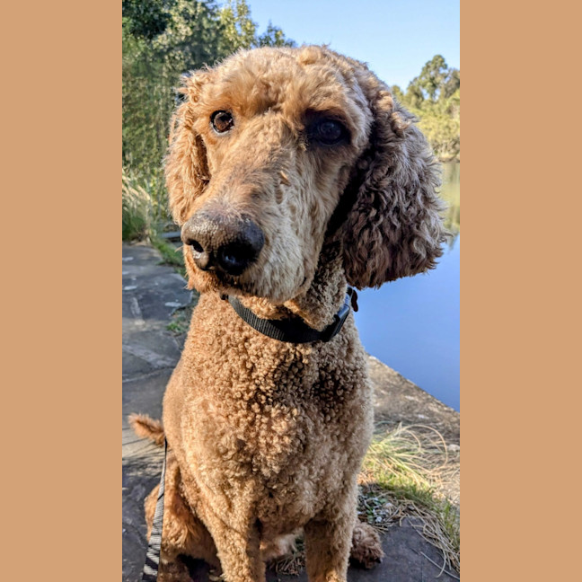 Photo of Ruby
