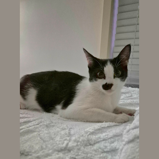 Photo of Mabel Meet Me@Petstock Hastings 