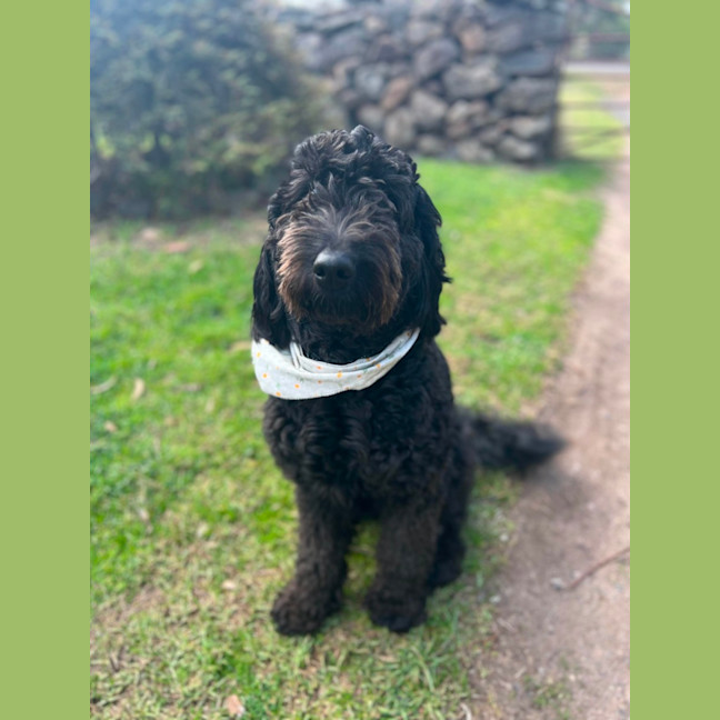 Photo of Ruby