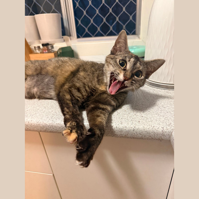 Photo of Pixie