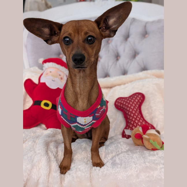 Photo of Momo