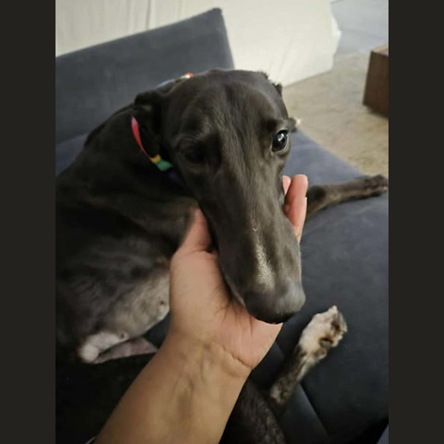 Photo of Poppy, The Cat Friendly Greyhound