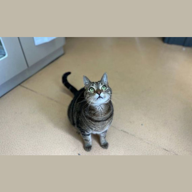 Photo of Simba