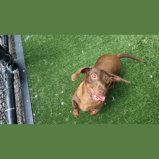 Photo of Sophia Imp 2568