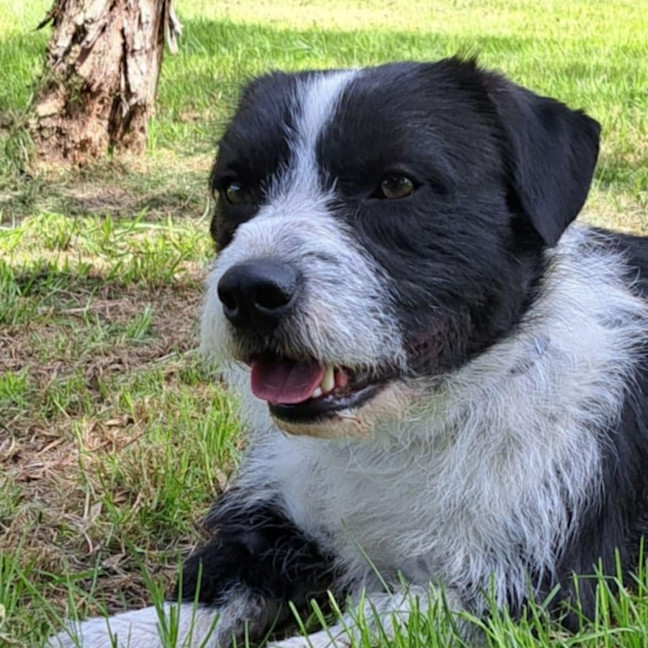 Photo of Rocco