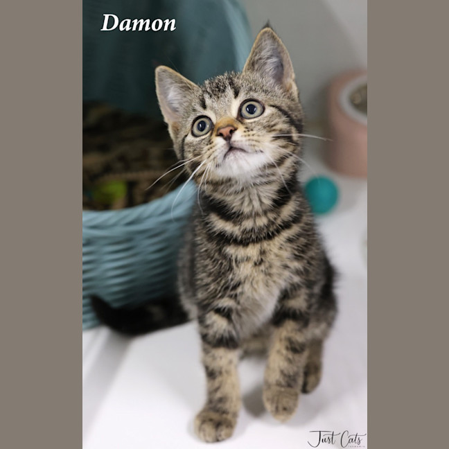 Photo of Damon