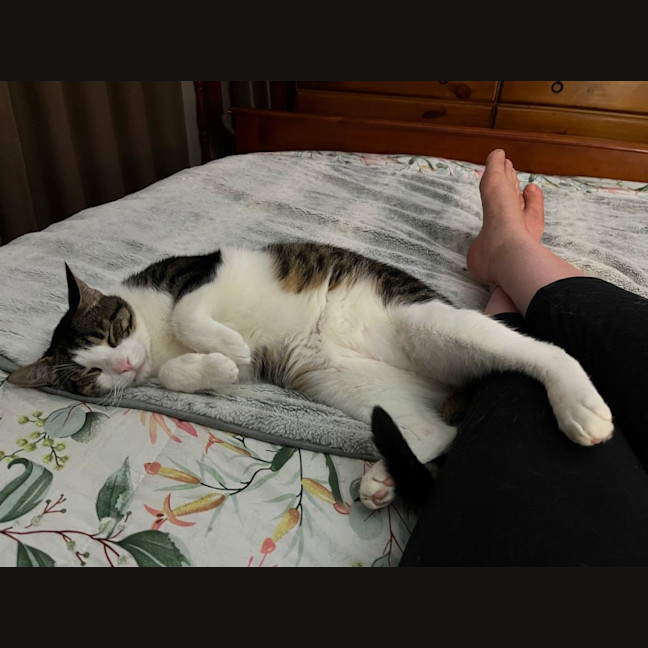 Photo of Humphrey ** 2nd Chance Cat Rescue **