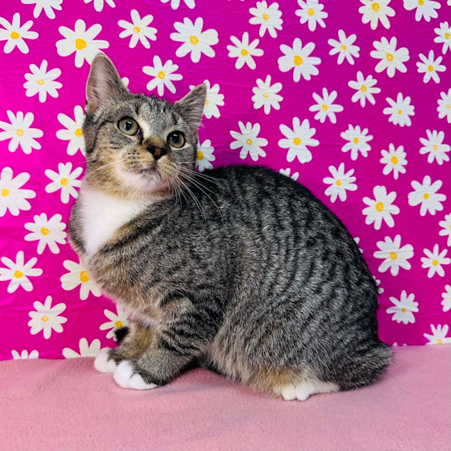 Photo of Amy   Located In Westmeadows